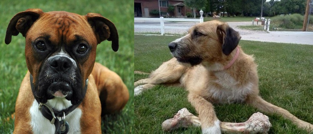Irish Mastiff Hound vs Boxer - Breed Comparison