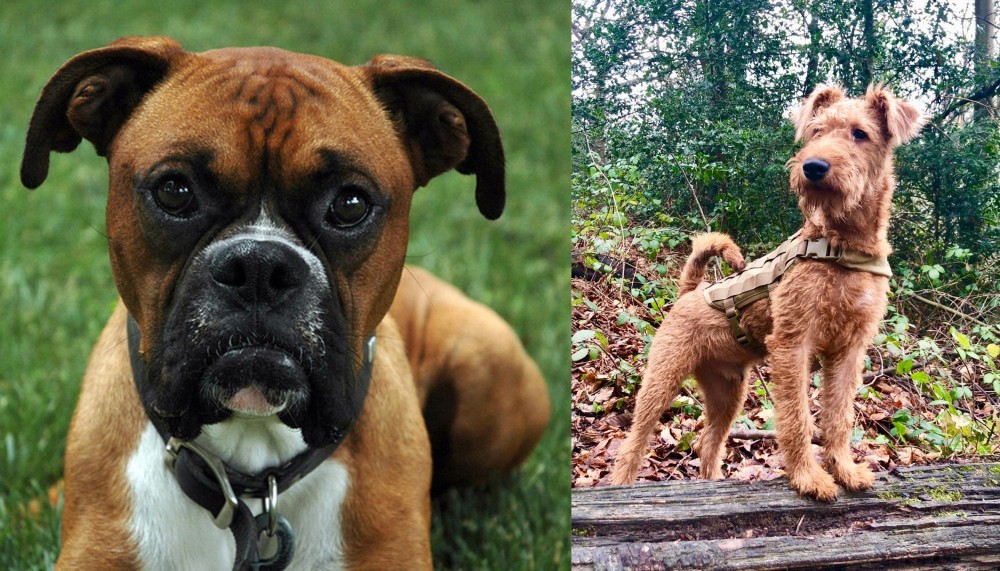 Irish Terrier vs Boxer - Breed Comparison