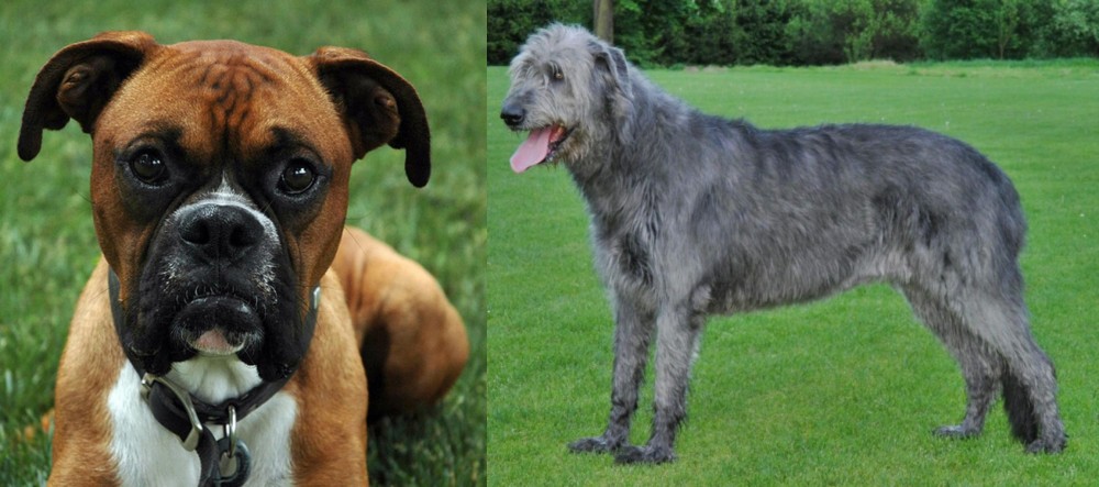 Irish Wolfhound vs Boxer - Breed Comparison