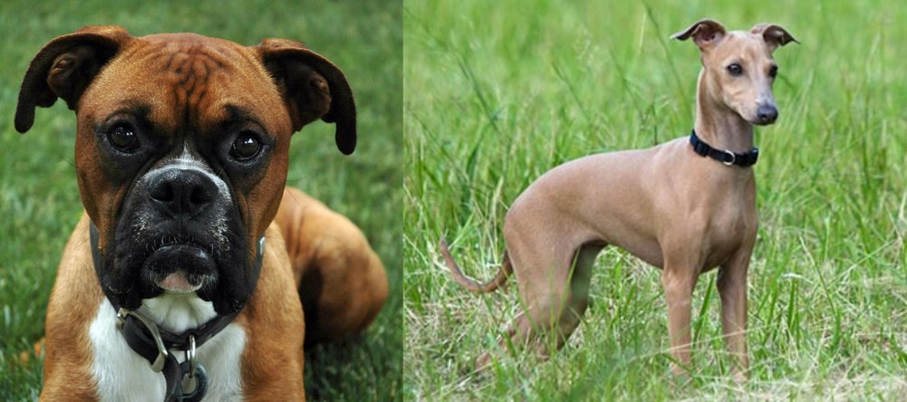 Italian Greyhound vs Boxer - Breed Comparison