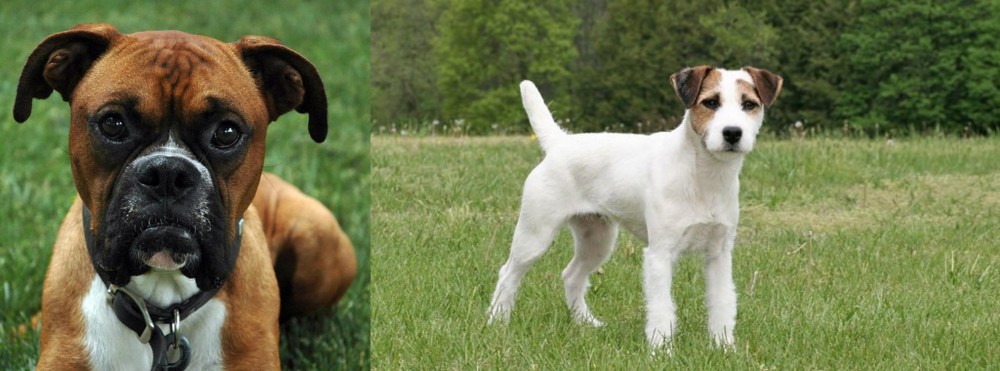Jack Russell Terrier vs Boxer - Breed Comparison