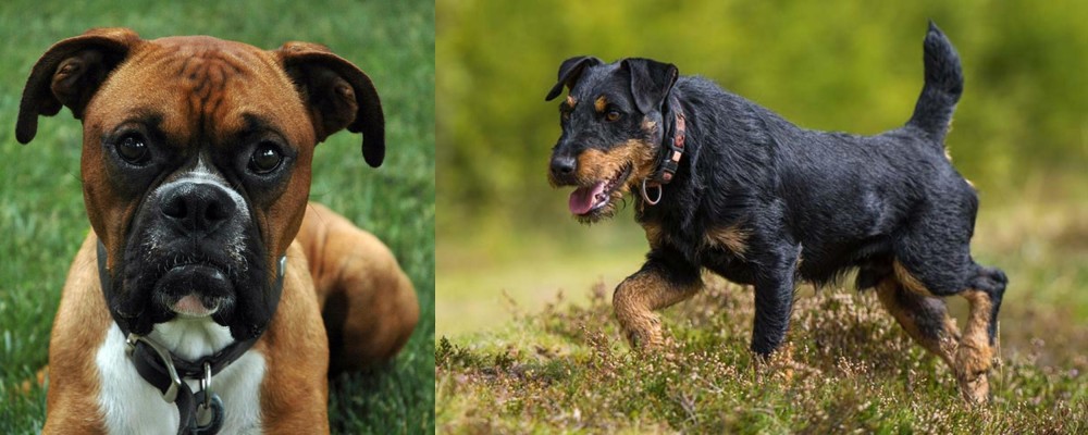 Jagdterrier vs Boxer - Breed Comparison