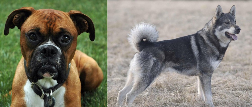 Jamthund vs Boxer - Breed Comparison