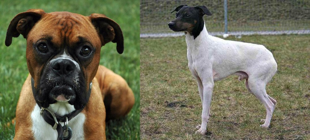 Japanese Terrier vs Boxer - Breed Comparison