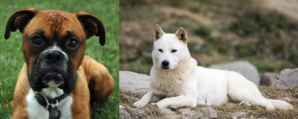 Jindo vs Boxer - Breed Comparison