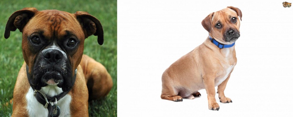 Jug vs Boxer - Breed Comparison