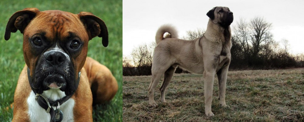 Kangal Dog vs Boxer - Breed Comparison