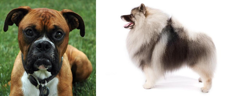 Keeshond vs Boxer - Breed Comparison