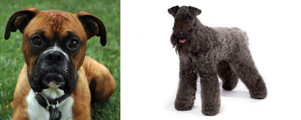 Kerry Blue Terrier vs Boxer - Breed Comparison