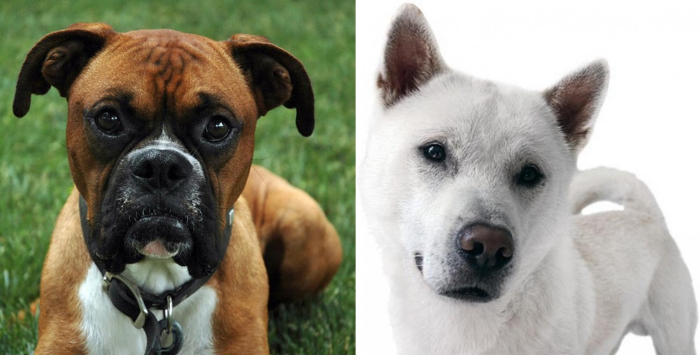 Kishu vs Boxer - Breed Comparison