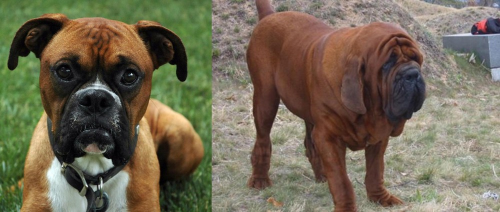 Korean Mastiff vs Boxer - Breed Comparison