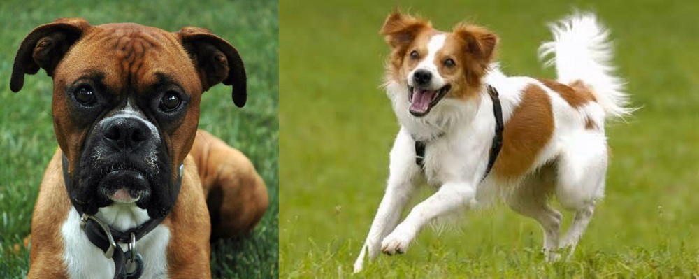 Kromfohrlander vs Boxer - Breed Comparison
