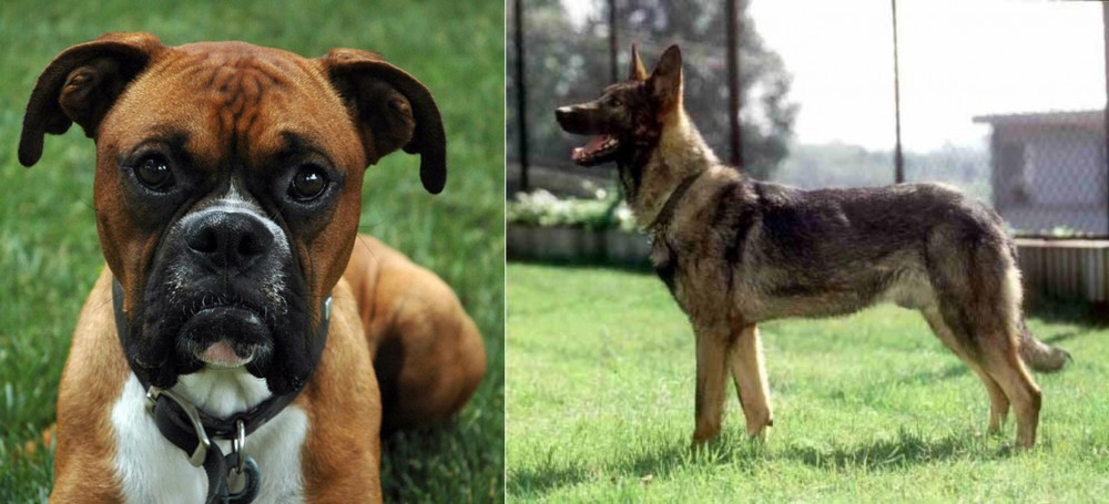 Kunming Dog vs Boxer - Breed Comparison