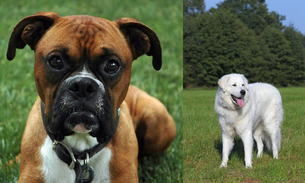 Kuvasz vs Boxer - Breed Comparison