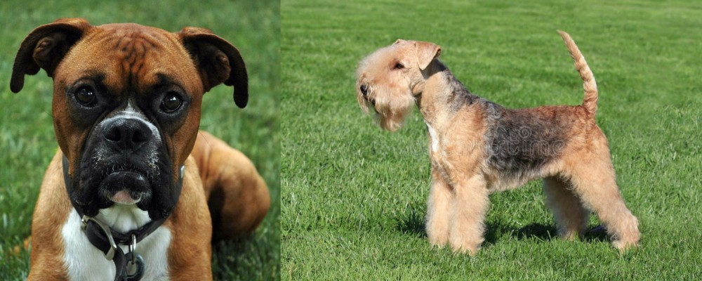 Lakeland Terrier vs Boxer - Breed Comparison