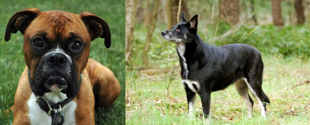 Lapponian Herder vs Boxer - Breed Comparison