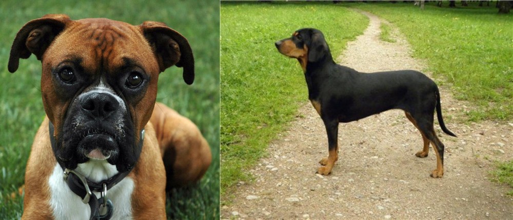 Latvian Hound vs Boxer - Breed Comparison