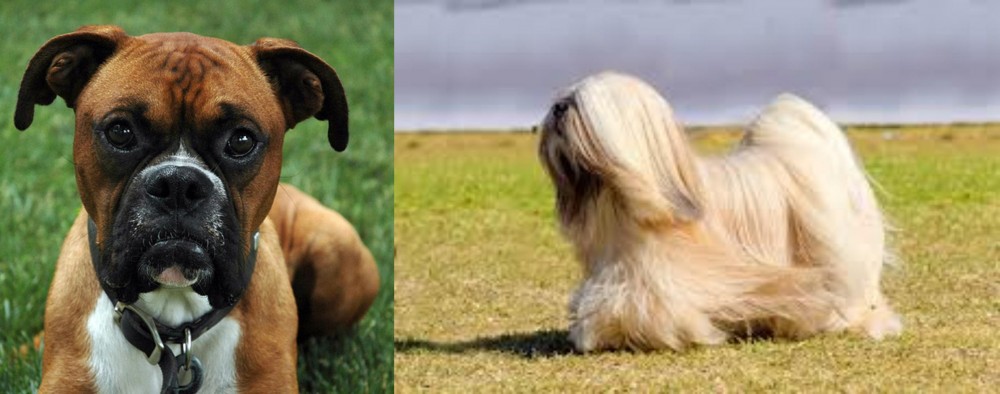 Lhasa Apso vs Boxer - Breed Comparison