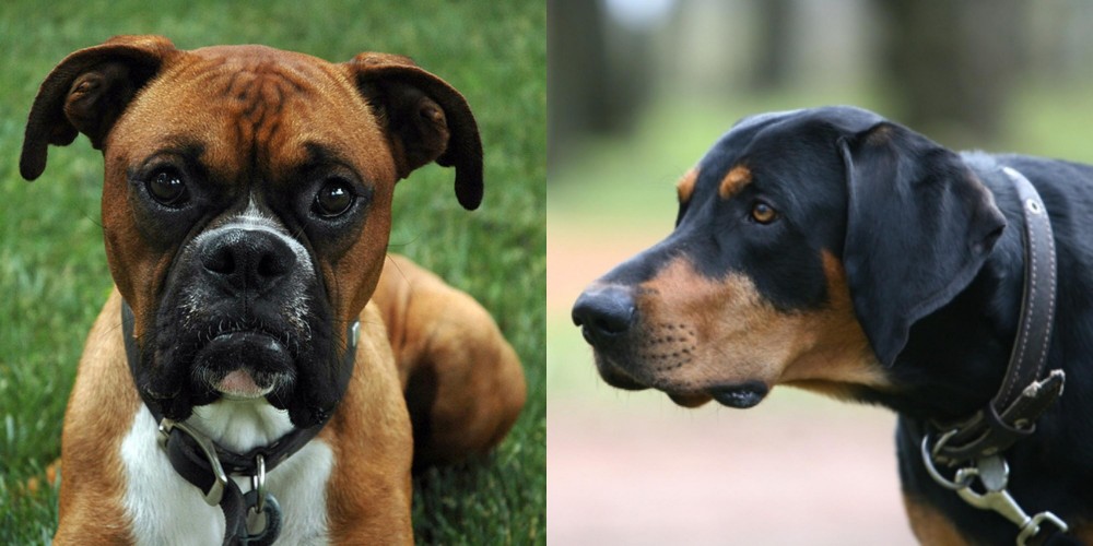 Lithuanian Hound vs Boxer - Breed Comparison