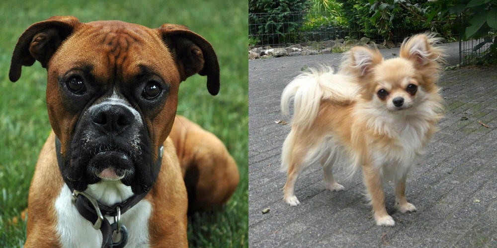 Long Haired Chihuahua vs Boxer - Breed Comparison