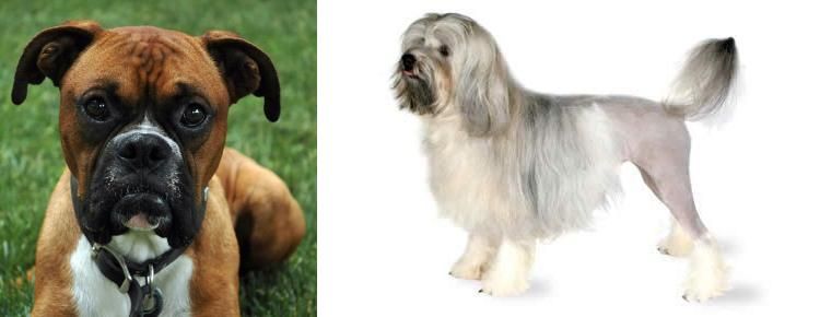 Lowchen vs Boxer - Breed Comparison
