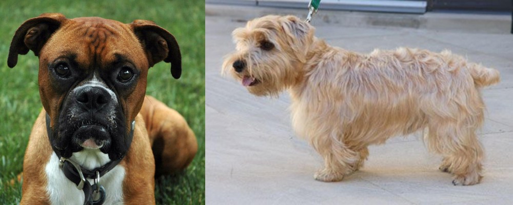Lucas Terrier vs Boxer - Breed Comparison