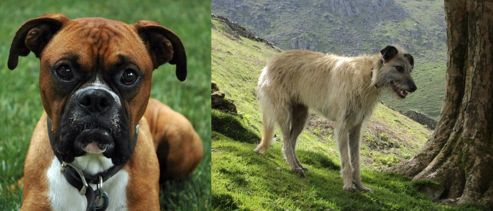 Lurcher vs Boxer - Breed Comparison