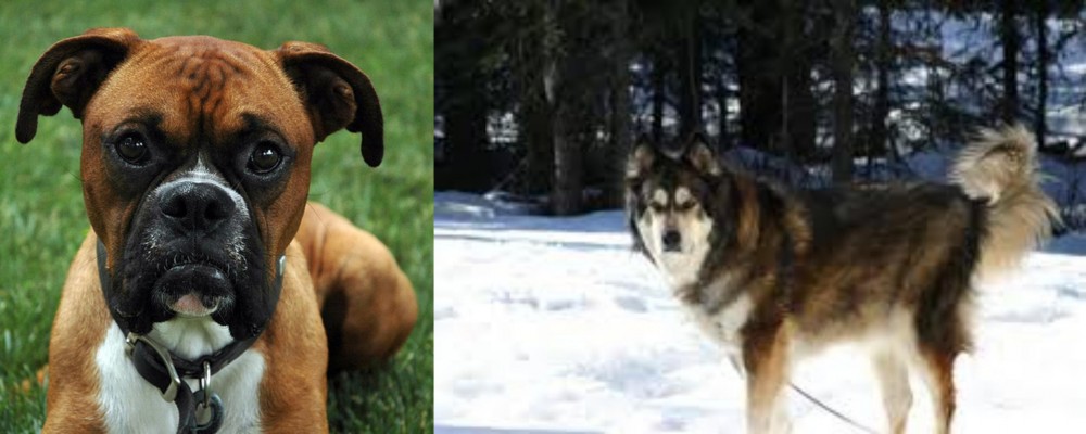 Mackenzie River Husky vs Boxer - Breed Comparison