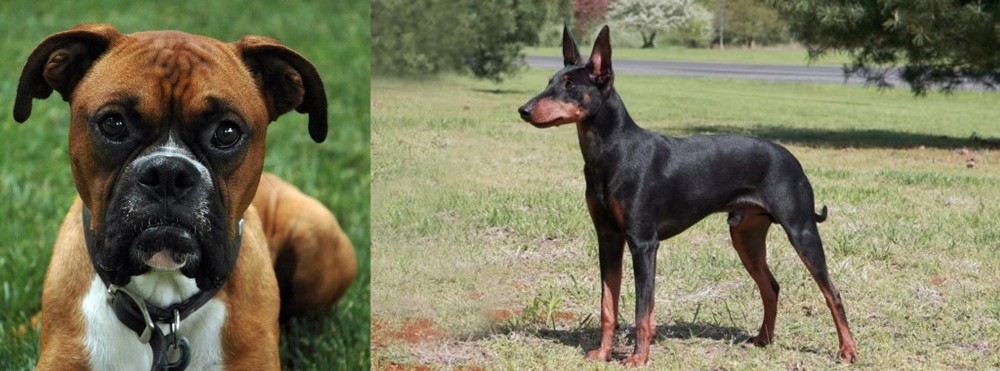 Manchester Terrier vs Boxer - Breed Comparison