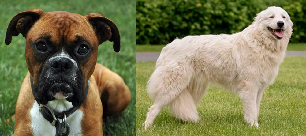 Maremma Sheepdog vs Boxer - Breed Comparison