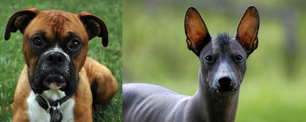 Mexican Hairless vs Boxer - Breed Comparison