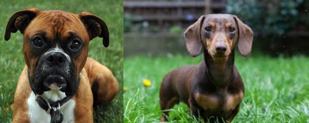Miniature Dachshund vs Boxer - Breed Comparison
