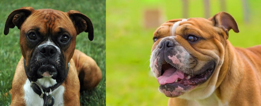 Miniature English Bulldog vs Boxer - Breed Comparison
