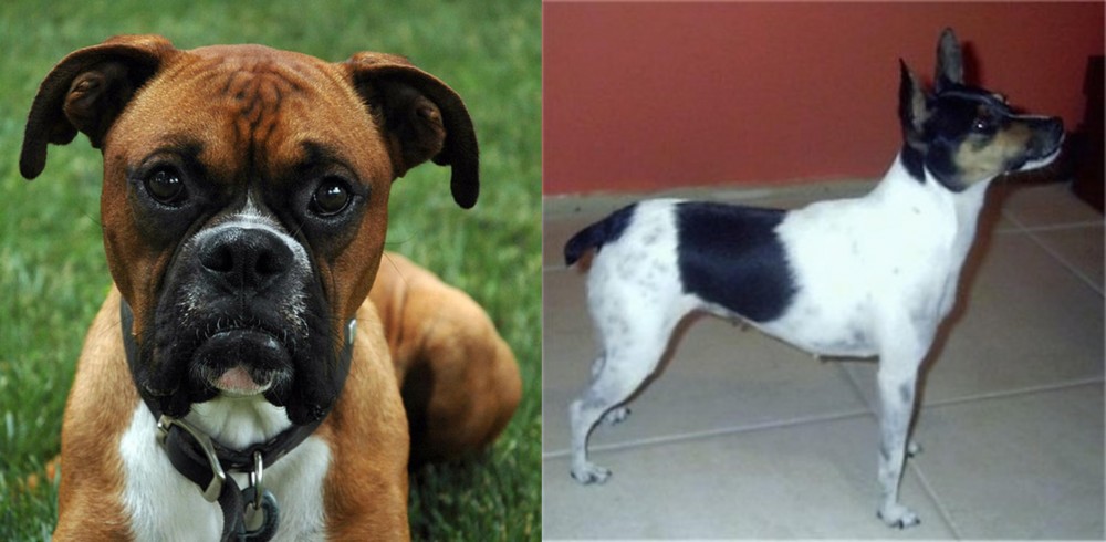 Miniature Fox Terrier vs Boxer - Breed Comparison