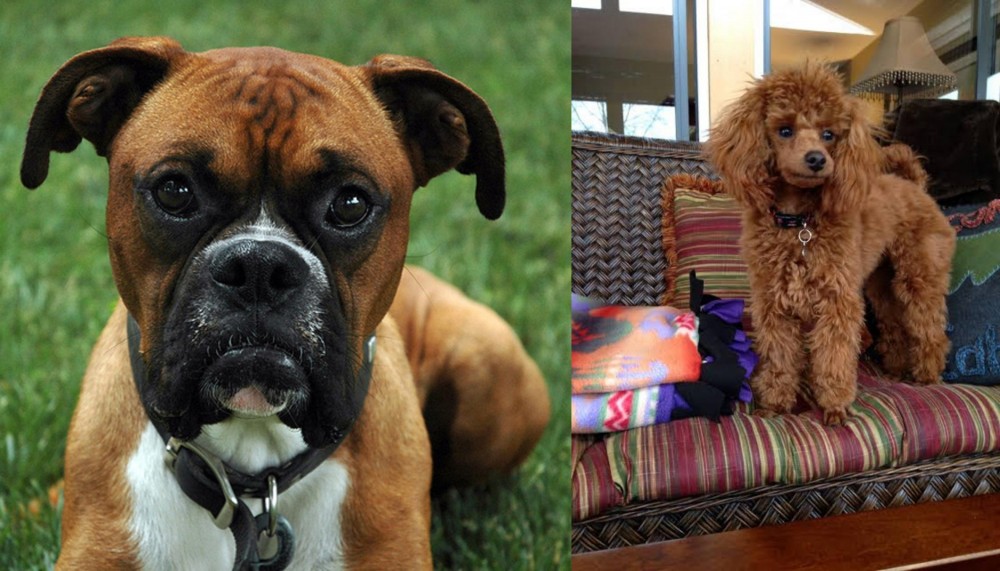 Miniature Poodle vs Boxer - Breed Comparison