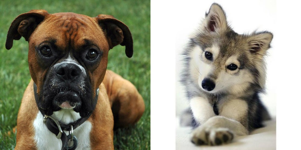 Miniature Siberian Husky vs Boxer - Breed Comparison