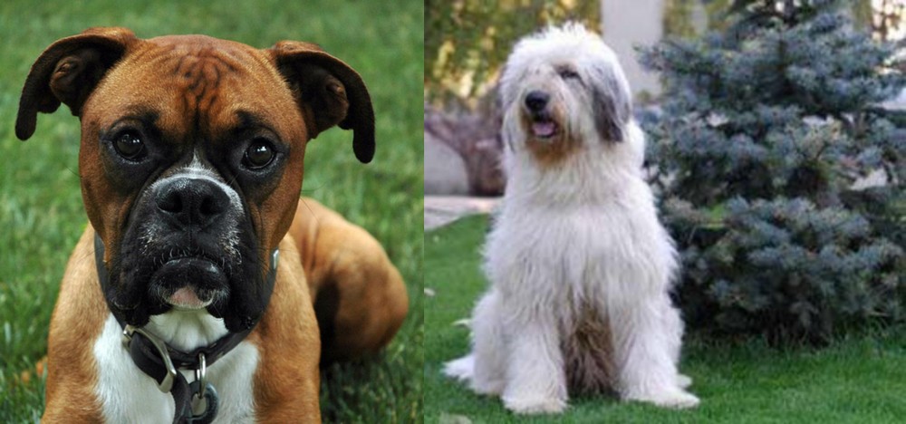 Mioritic Sheepdog vs Boxer - Breed Comparison