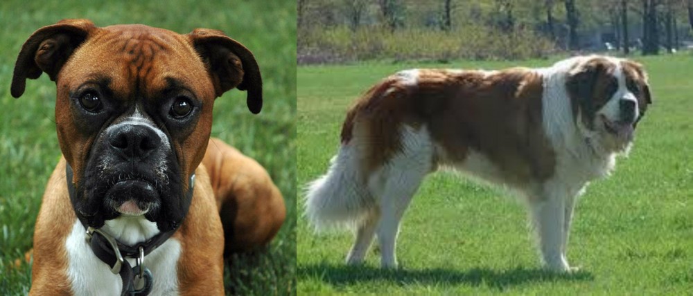 Moscow Watchdog vs Boxer - Breed Comparison