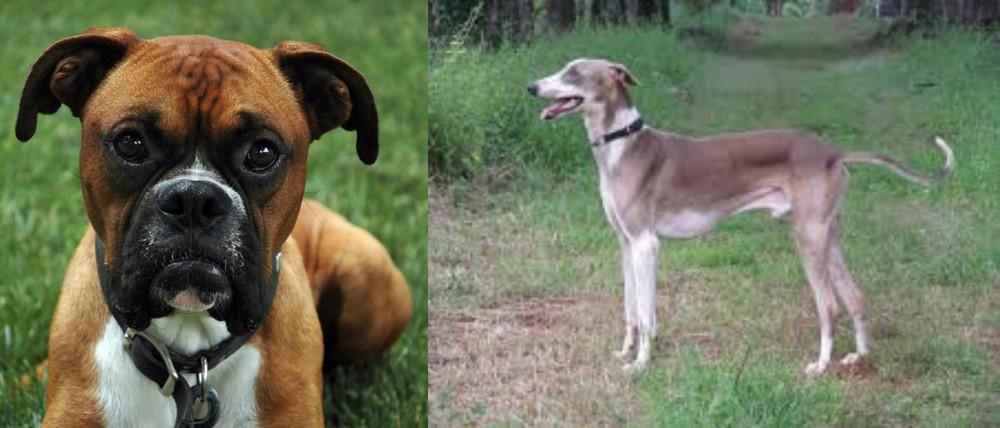 Mudhol Hound vs Boxer - Breed Comparison