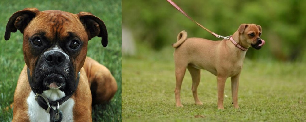 Muggin vs Boxer - Breed Comparison