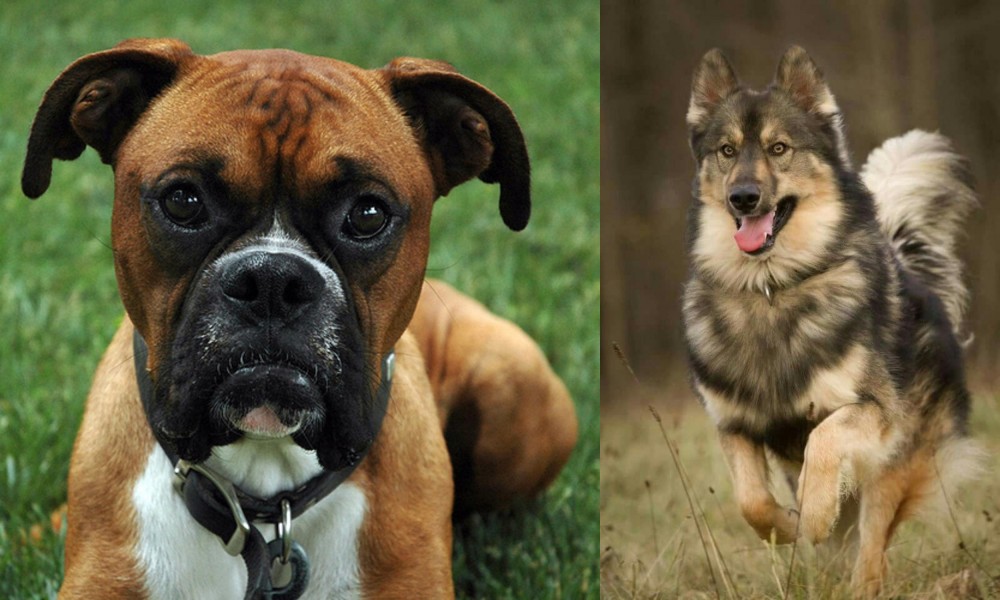 Native American Indian Dog vs Boxer - Breed Comparison