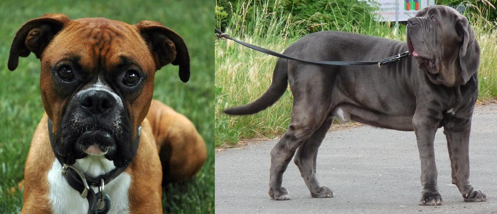 Neapolitan Mastiff vs Boxer - Breed Comparison