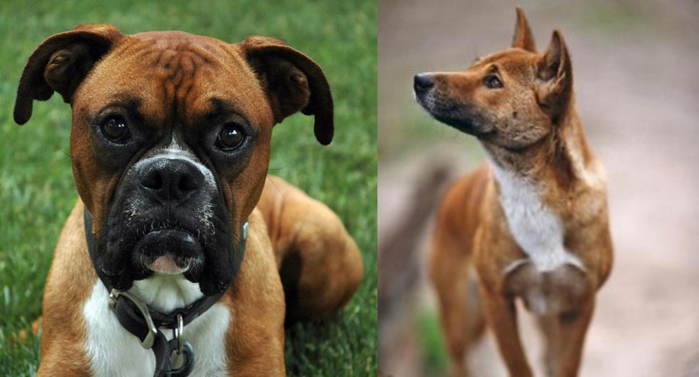 New Guinea Singing Dog vs Boxer - Breed Comparison