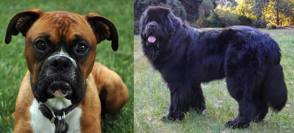 Newfoundland Dog vs Boxer - Breed Comparison