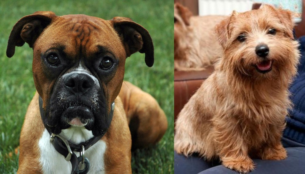 Norfolk Terrier vs Boxer - Breed Comparison