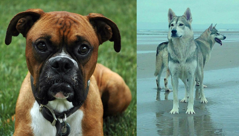 Northern Inuit Dog vs Boxer - Breed Comparison