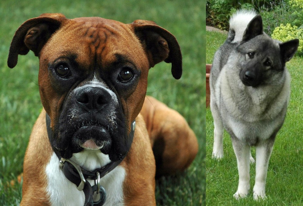 Norwegian Elkhound vs Boxer - Breed Comparison