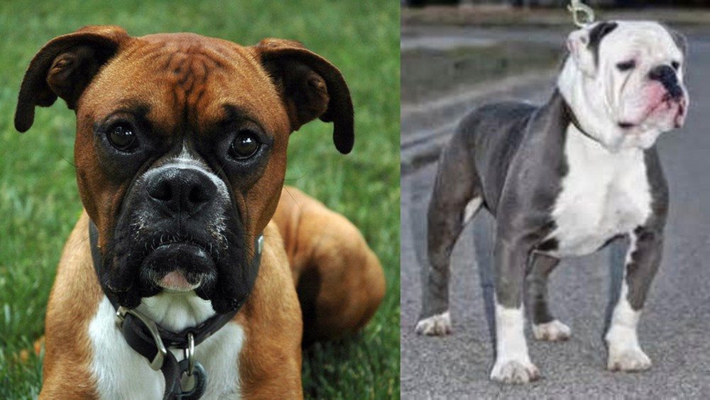 Old English Bulldog vs Boxer - Breed Comparison
