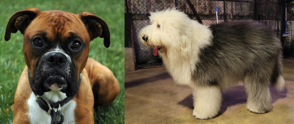 Old English Sheepdog vs Boxer - Breed Comparison