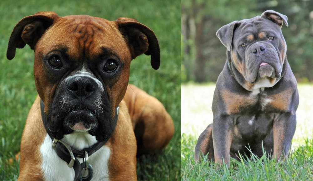 Olde English Bulldogge vs Boxer - Breed Comparison